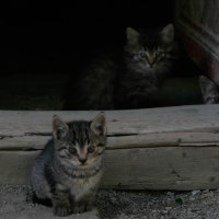 cats in Baku