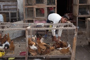market catch the poultry